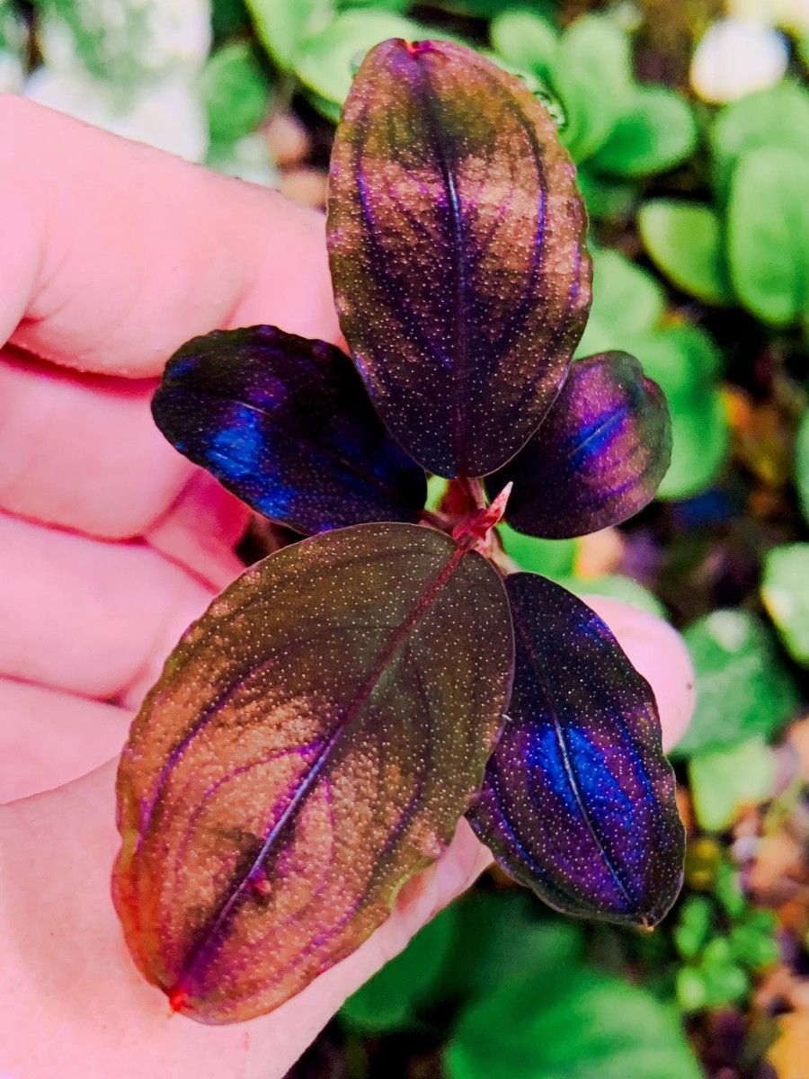 ブセファランドラ sp シラット ラウンド Bucephalandra sp Silat Round