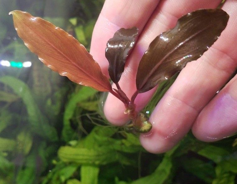 ブセファランドラ ディープパープル AZ便 Bucephalandra sp 
