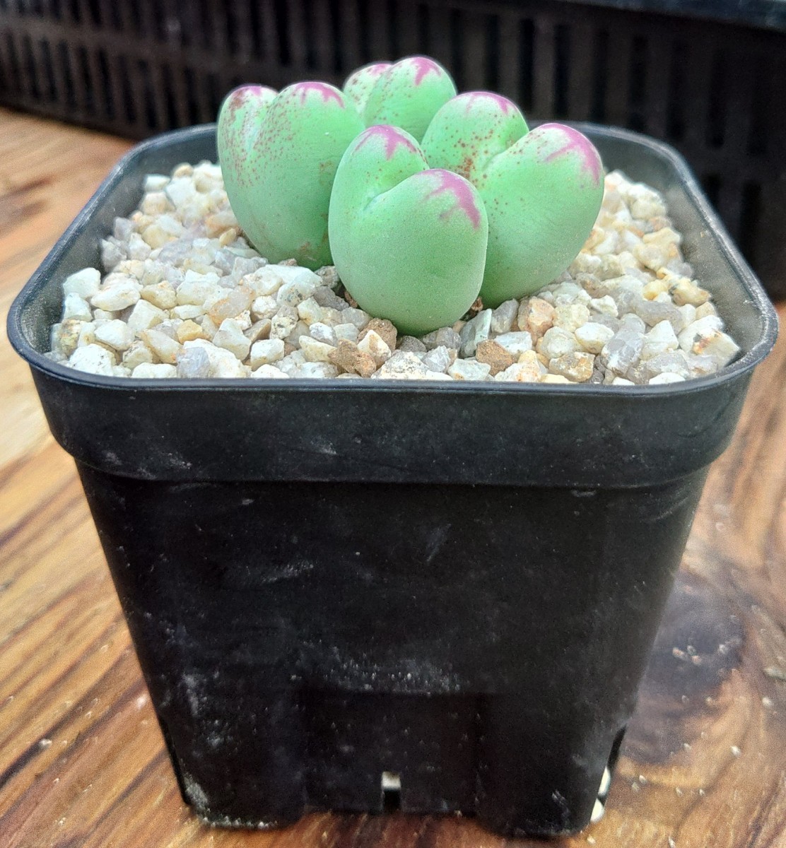 Yahoo!オークション - コノフィツム 桃割娘 conophytum momowarimusume