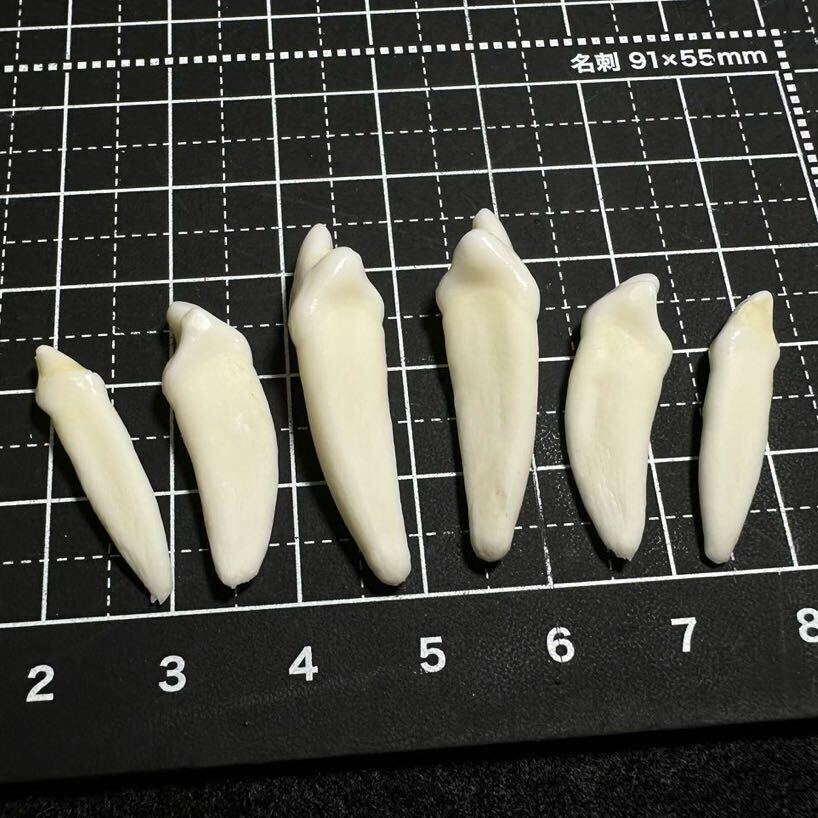 熊の牙 歯 ヒグマ ⑪