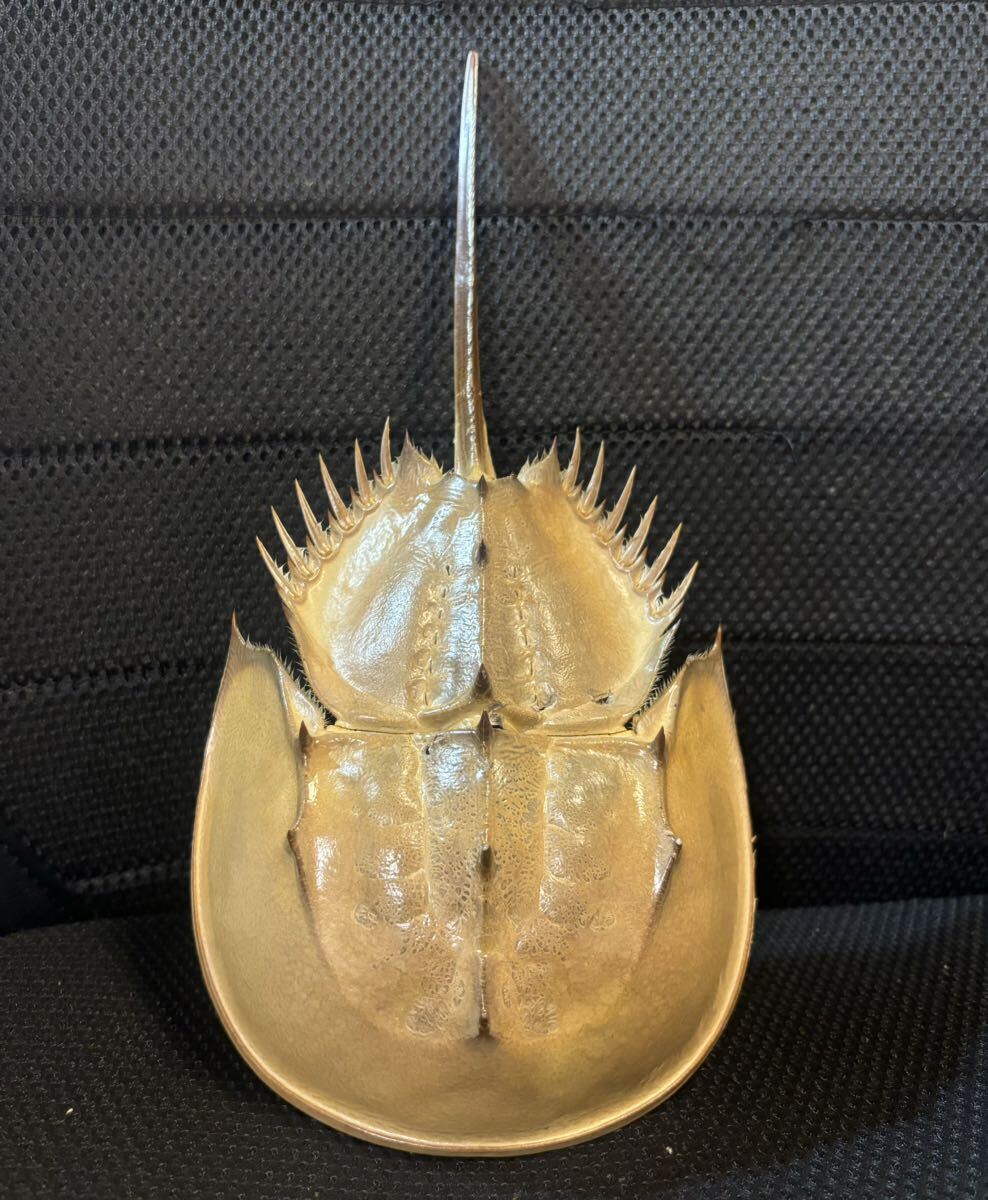 Yahoo!オークション - 国産 カブトガニ 脱皮殻 貴重 標本 甲殻類 標本