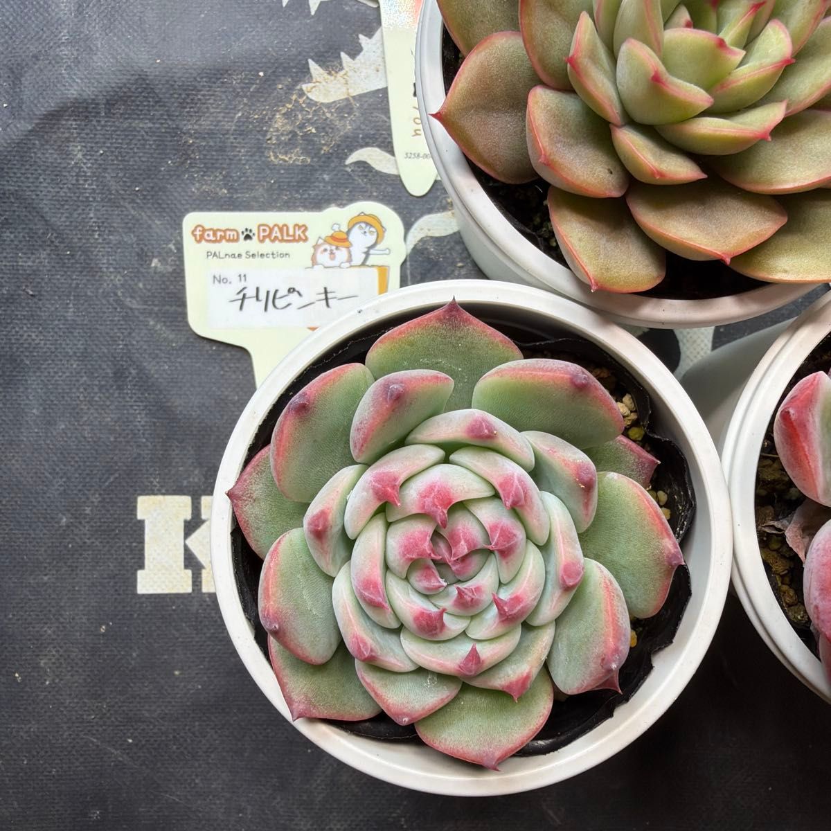 ファームパルクさん苗 命名株 チリピンキー 茜小鶴 コッペチーノ 札