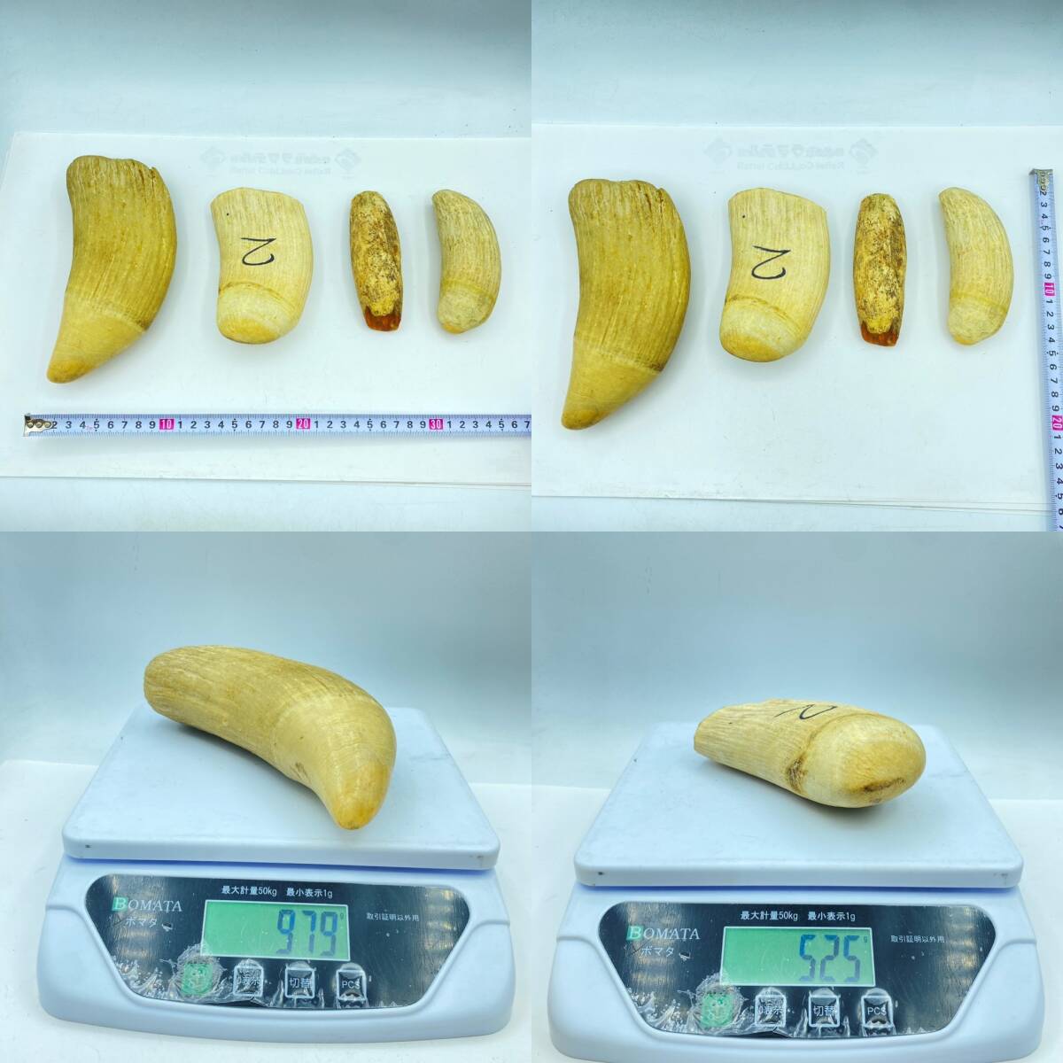 マッコウクジラの歯 4本セット 合計660g マッコウクジラの歯 4本セット