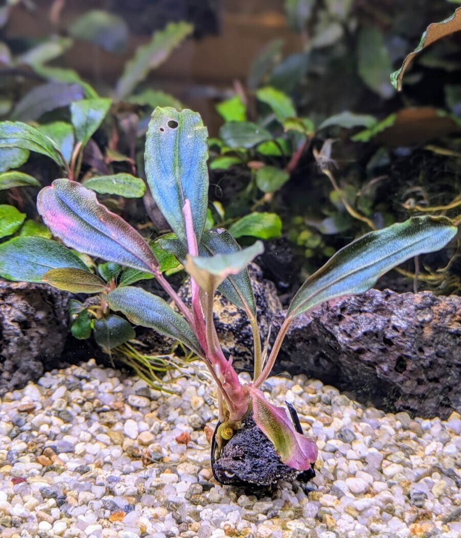 ブセファランドラsp Galaxy metallic midnight blue 完全水中葉 No 2