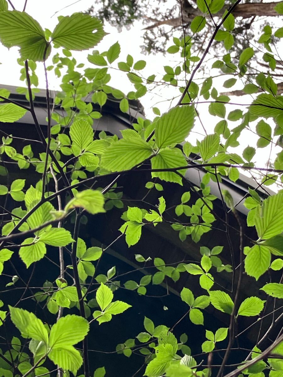 山採り アズキナシ 唯一。山採りアズキナシ。 苗木・植木