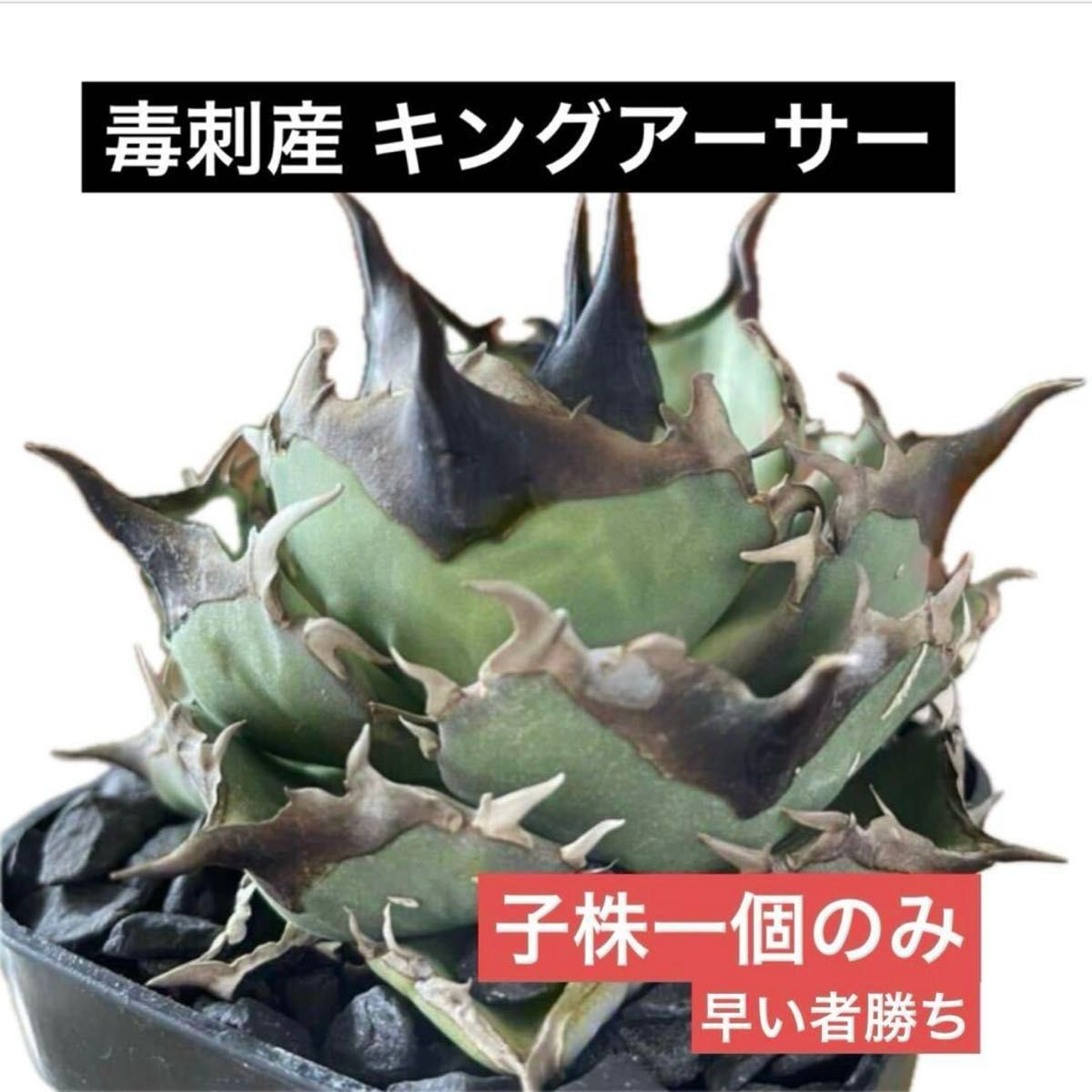 値下げ中【毒刺産】亞瑟王 キングアーサー KING ARTHUR アガベ