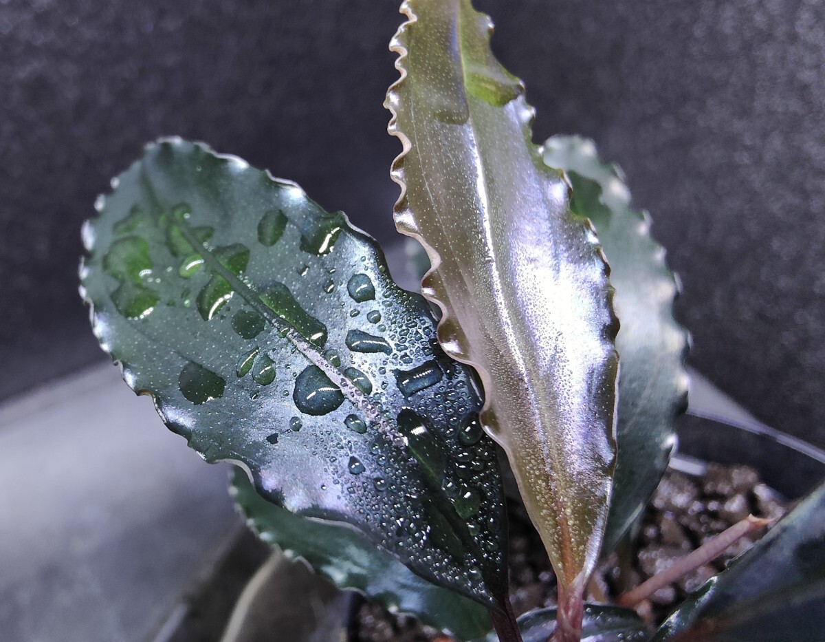 Yahoo!オークション - Bucephalandra sp.”Red waltz” 水上葉 ブセフ