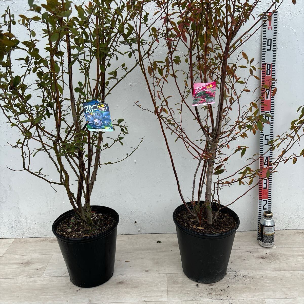 ブルーベリー苗 デライト×2 準大苗セット