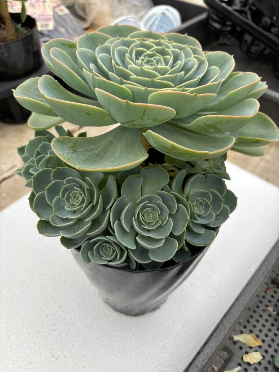 多肉植物 エケベリア 七福神 抜き苗10本セット｜Yahoo!フリマ（旧