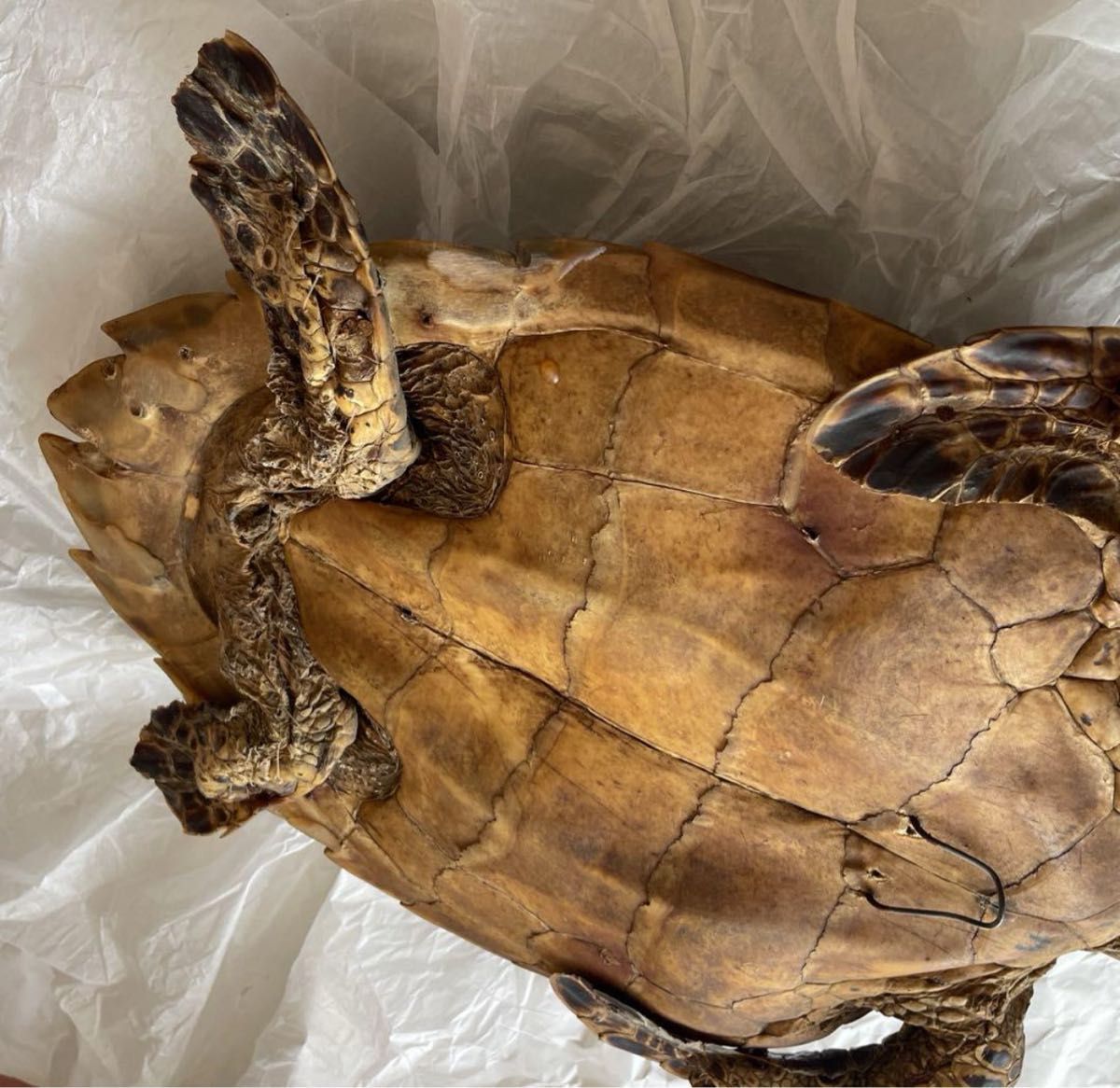 ウミガメ 剥製 海亀 タイマイ べっ甲 国際希少野生動植物種登録票有