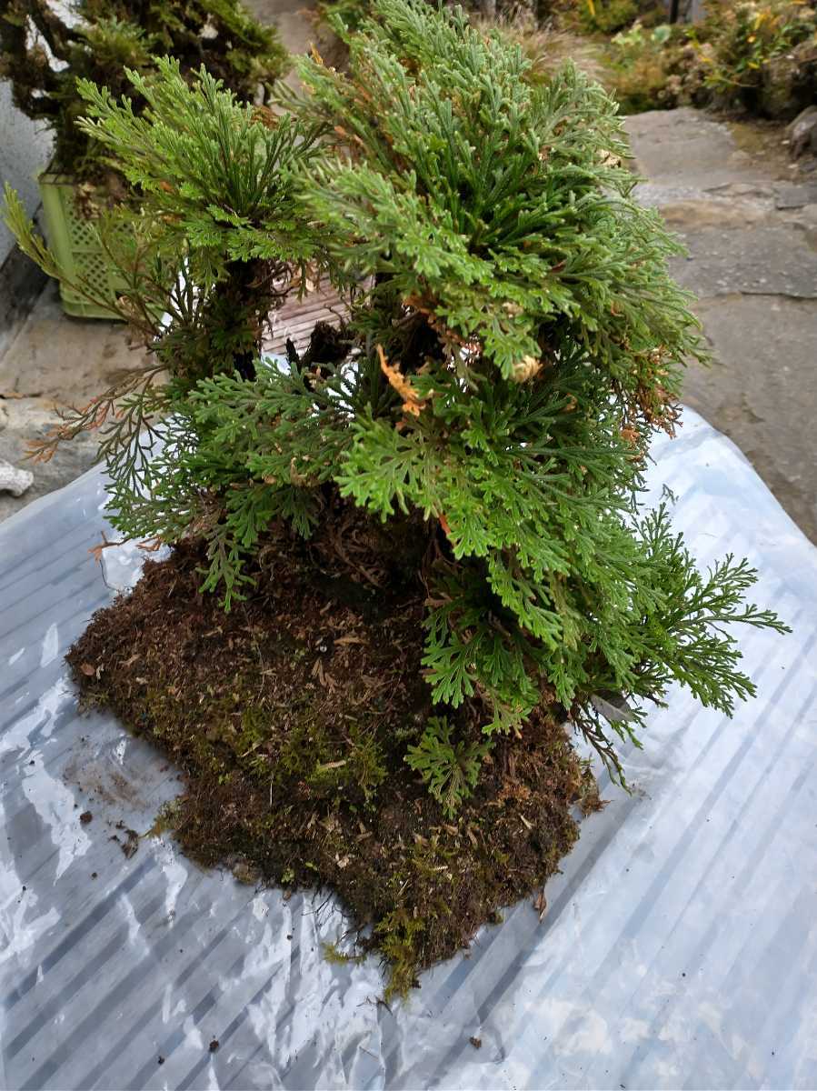 05 巨大な岩松 50年物 岩ヒバ 高山植物 山野草 送料無料 盆栽など