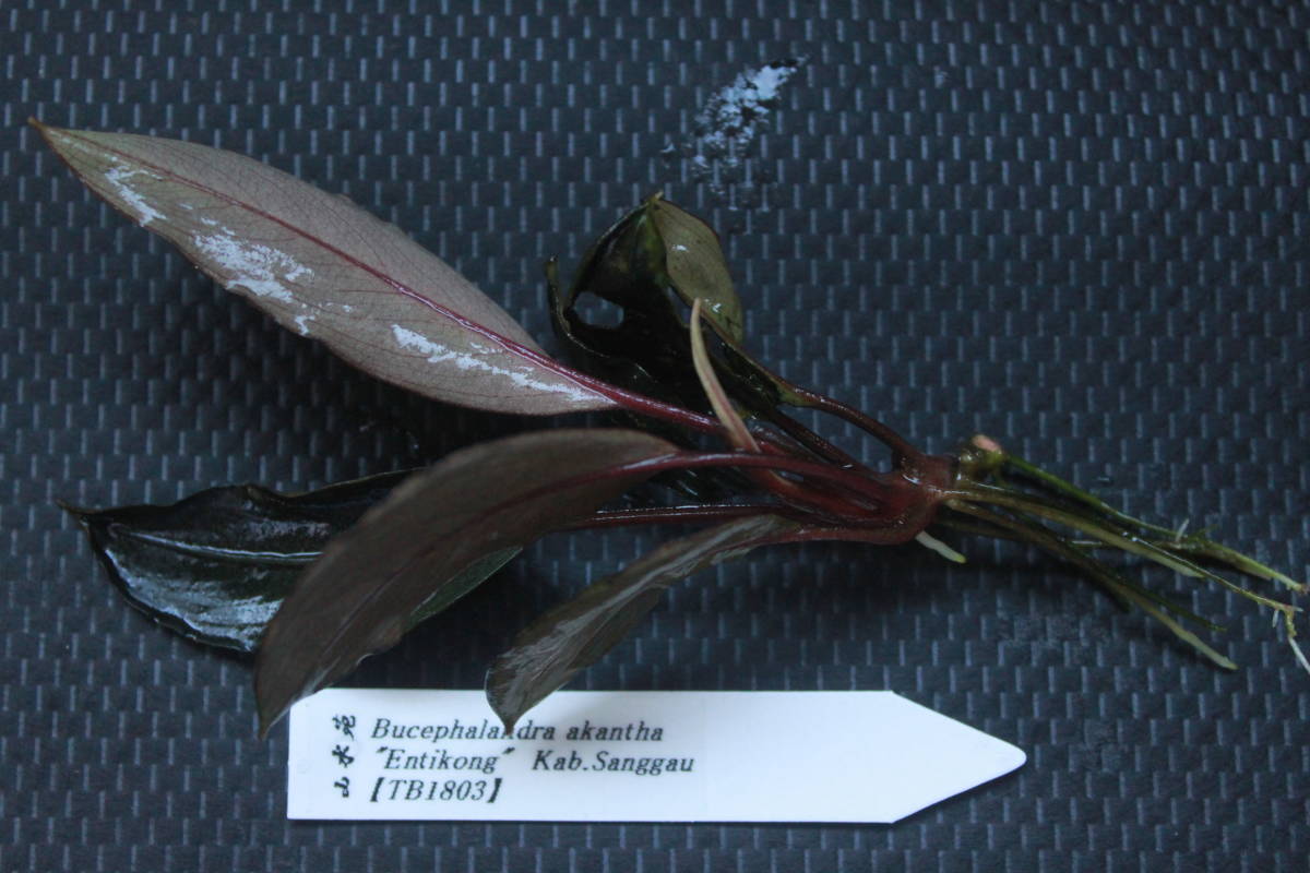 Yahoo!オークション - Bucephalandra akantha " Entikong" Kab.S