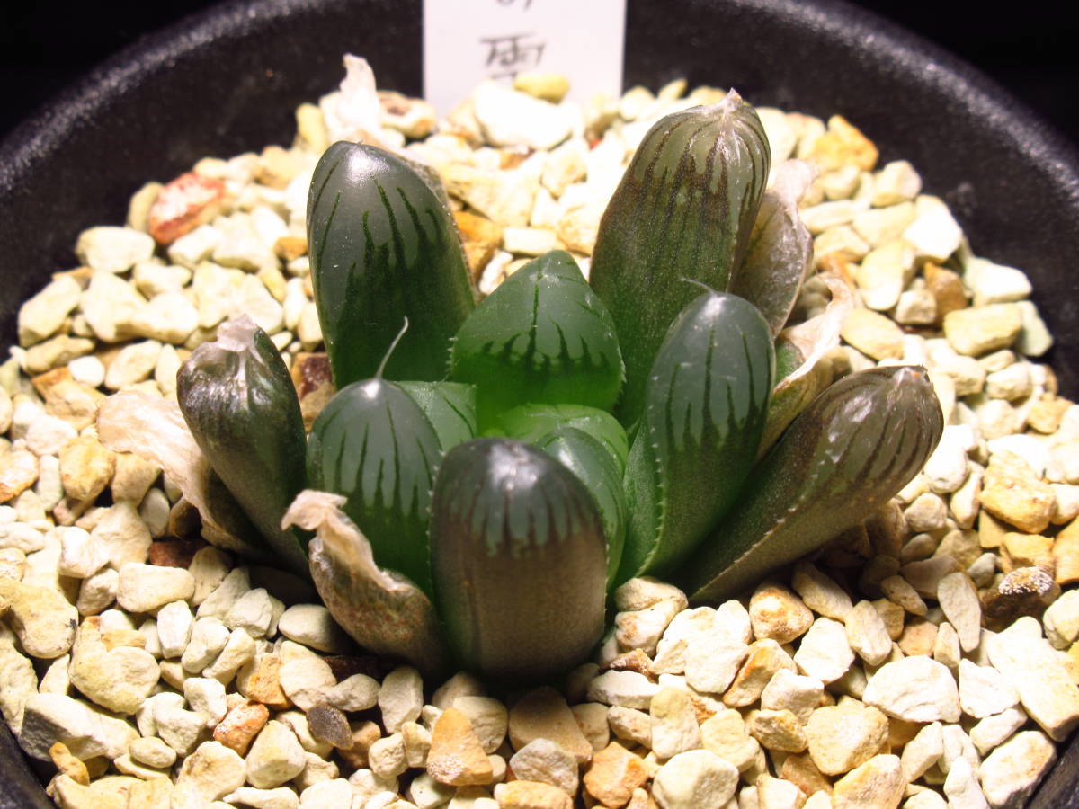 Yahoo!オークション - ハオルチア 虹の雫（オブツーサ・トルンカータ錦
