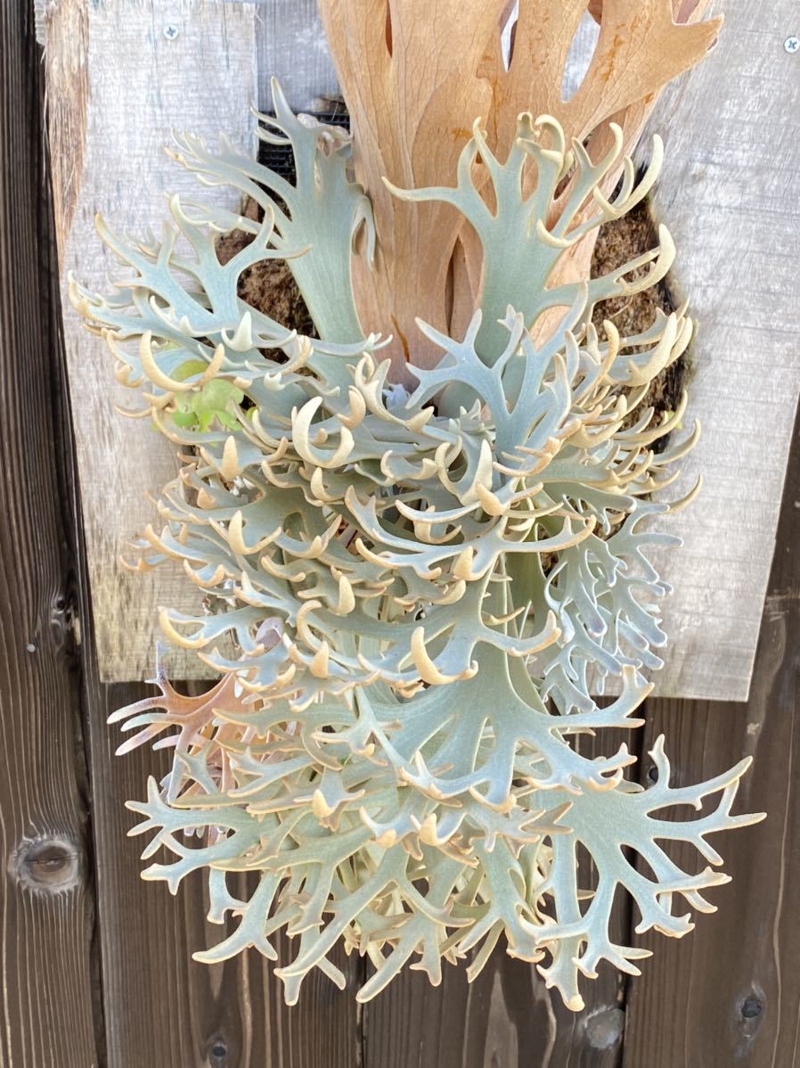 Yahoo!オークション - comolebi ビカクシダ platycerium コウモリラン