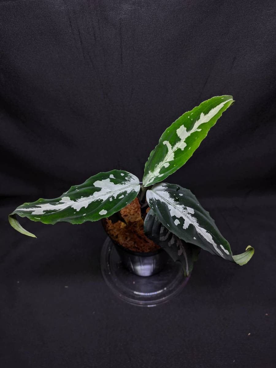 Yahoo!オークション - 正規タグ付き LA0914-3ss Aglaonema pictum Arge