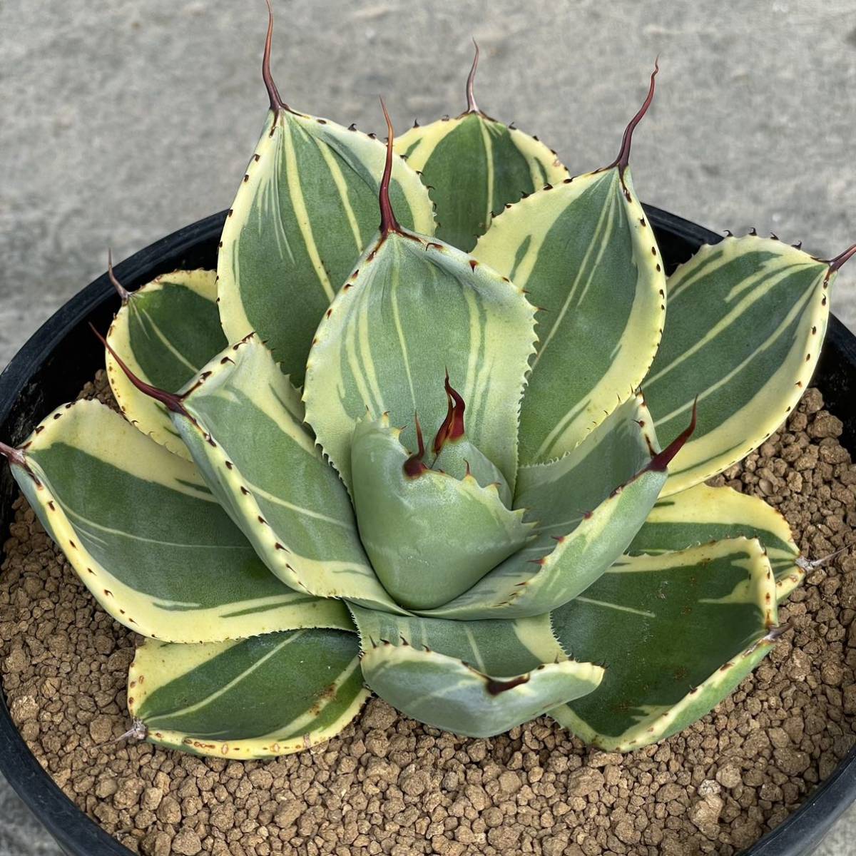 アガベ パリー トランカータ ' ライム ストリーク ' Agave parryi