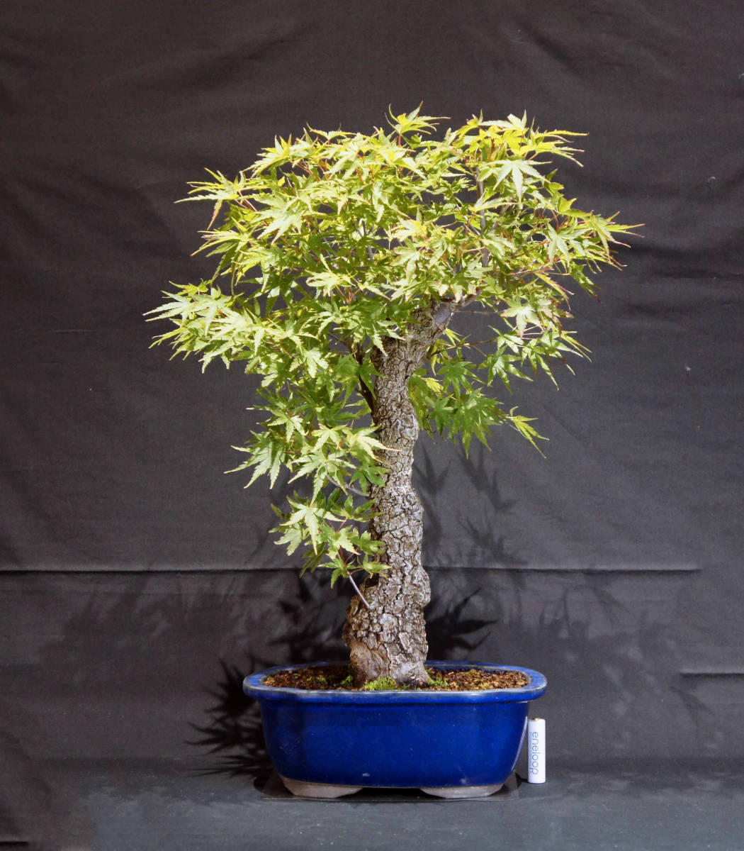 もみじ 荒皮もみじ (アラカワモミジ / モミジ) 盆栽 奥行33cm 横幅37cm