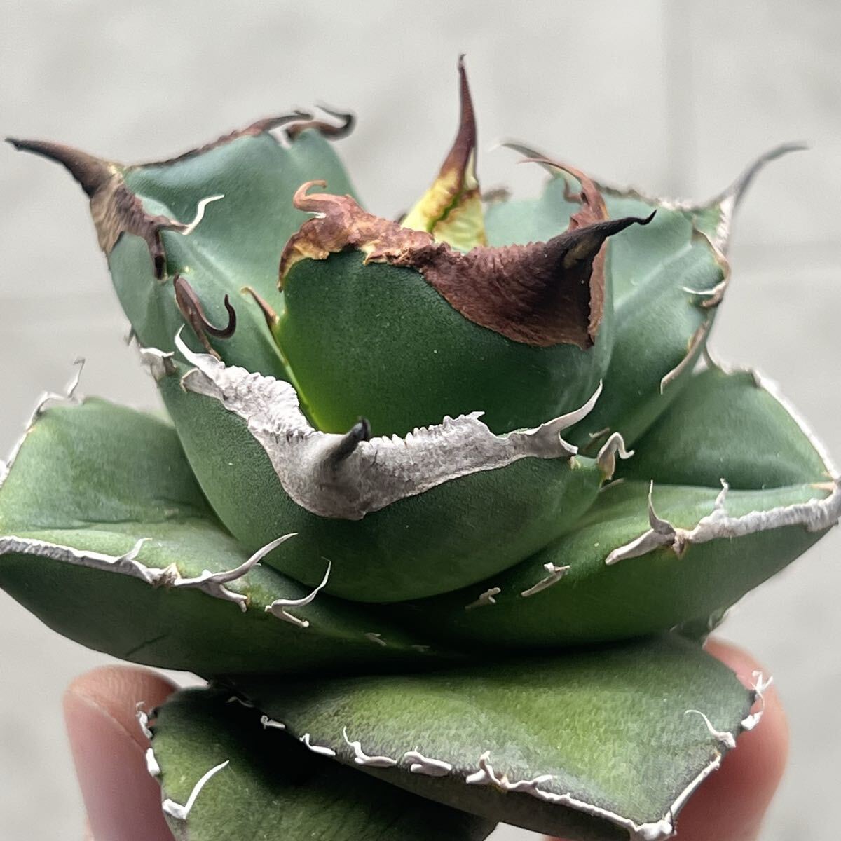 Yahoo!オークション -「blackdiamond ブラックダイヤモンド」(観葉植物