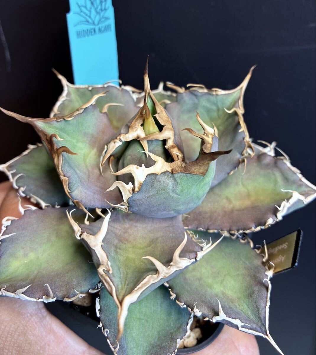 2026年最新】アガベ オアハカ(Agave Oaxaca) 人気のおすすめ商品一覧