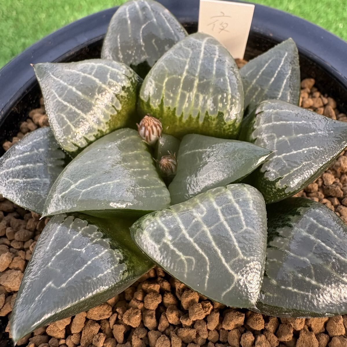 Yahoo!オークション - ハオルチア 「スウェイ」 H. 'Sway' 多肉植物