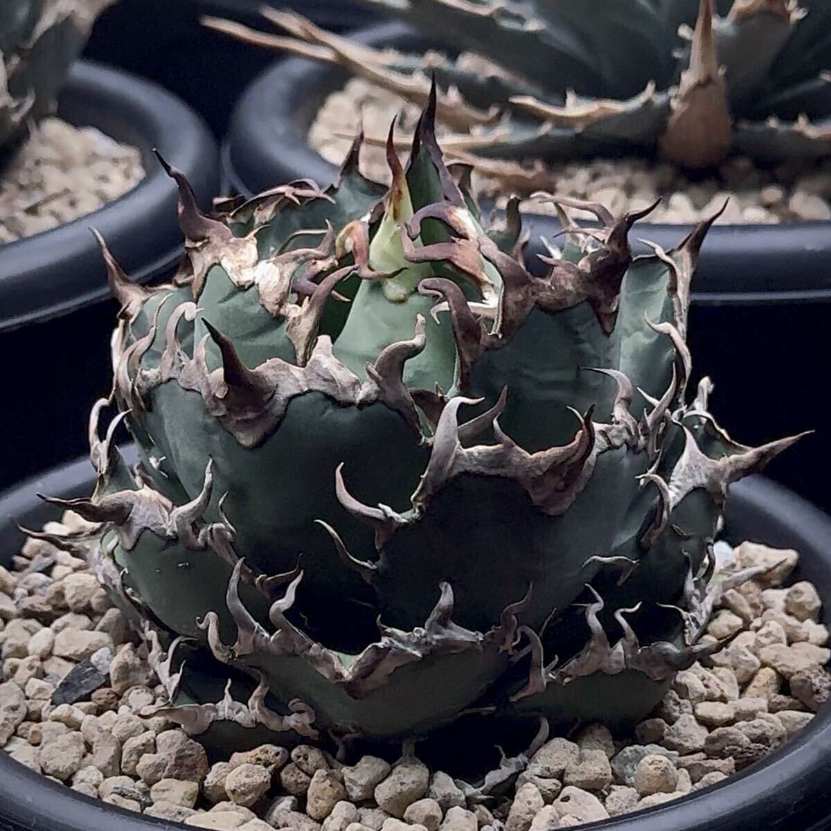 Yahoo!オークション - 【coyote plants コヨーテプランツ】アガベ オテ