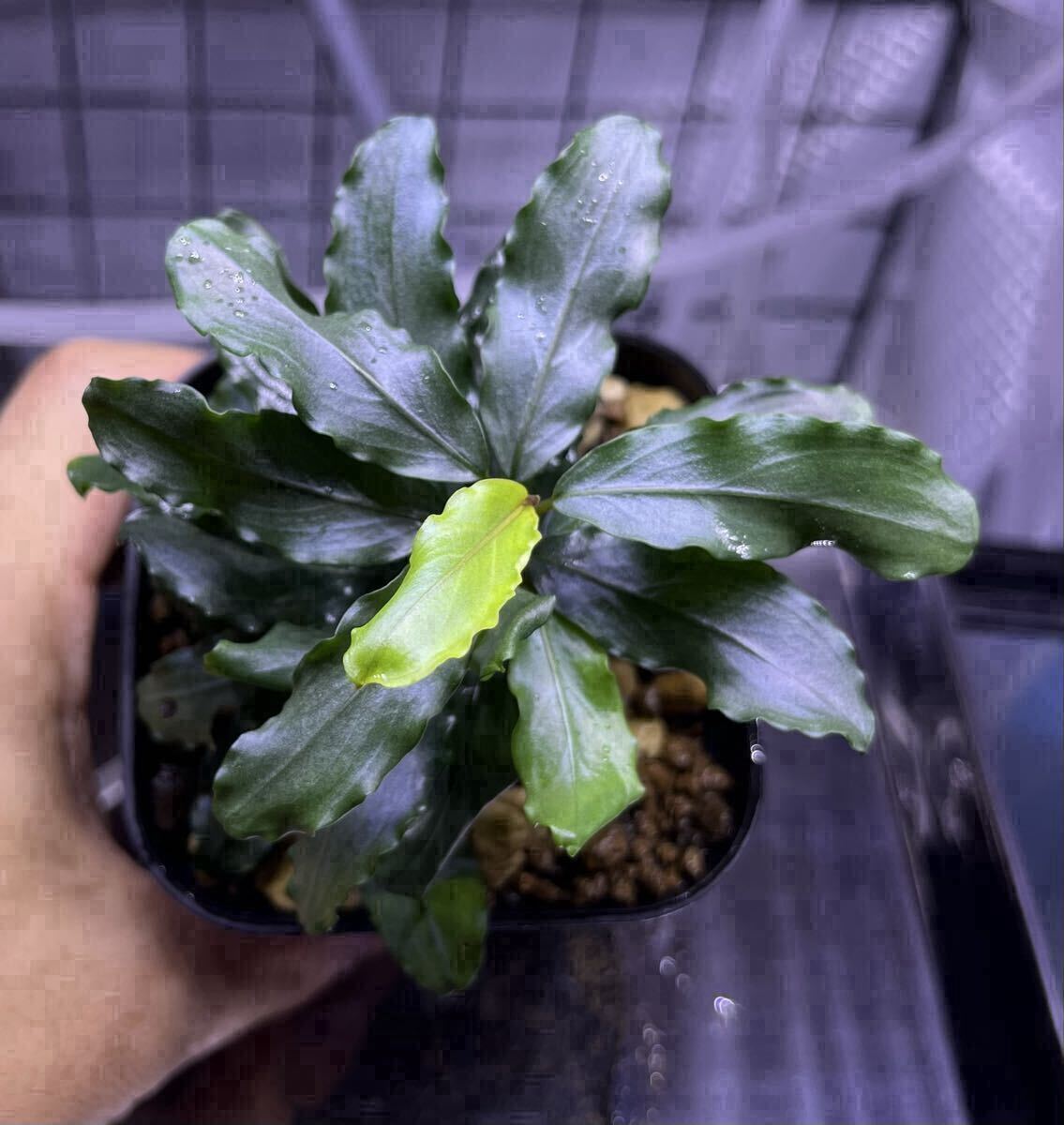 Yahoo!オークション - Bucephalandra sp.”Theia blue” 2019/01 水上