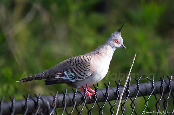 モヒカンも真っ青？見事な冠羽のレンジャクバト ～シドニーの野鳥
