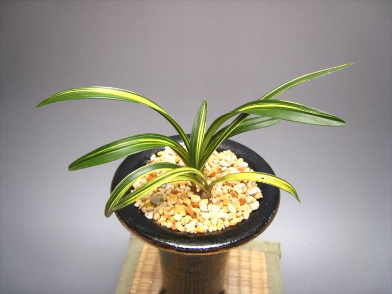 歓呼声（韓国春蘭） | 梅里園｜オンラインショップ