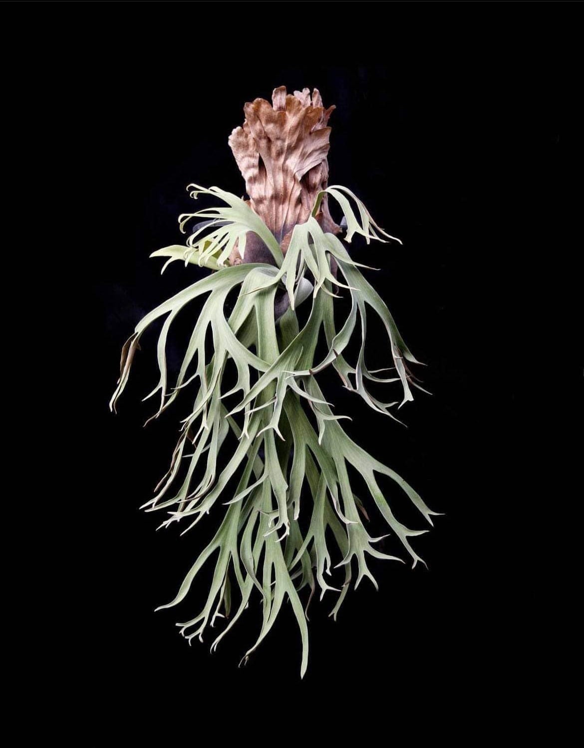 P.willinckii Kabkeaw 【artPLANTs】 ビカクシダ/Platycerium