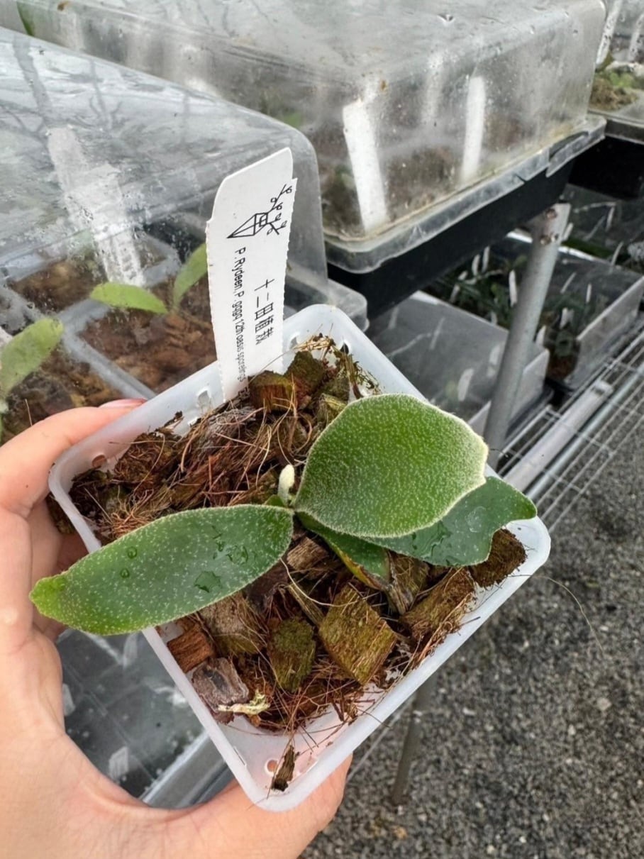 受注発注リスト】 P.Rydeen, P.gqgq 12th oasis sporeling 【artPLANTs