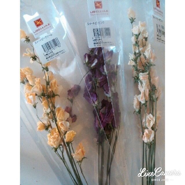 Feb24可愛い「スイートピー」のドライフラワー入荷しました | Gift