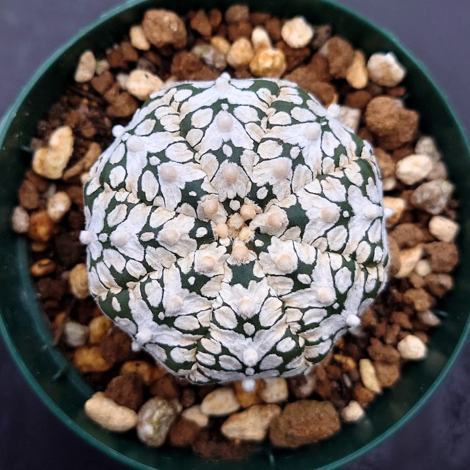 アストロフィツム スーパー兜 Vタイプ 2 Astrophytum asterias cv