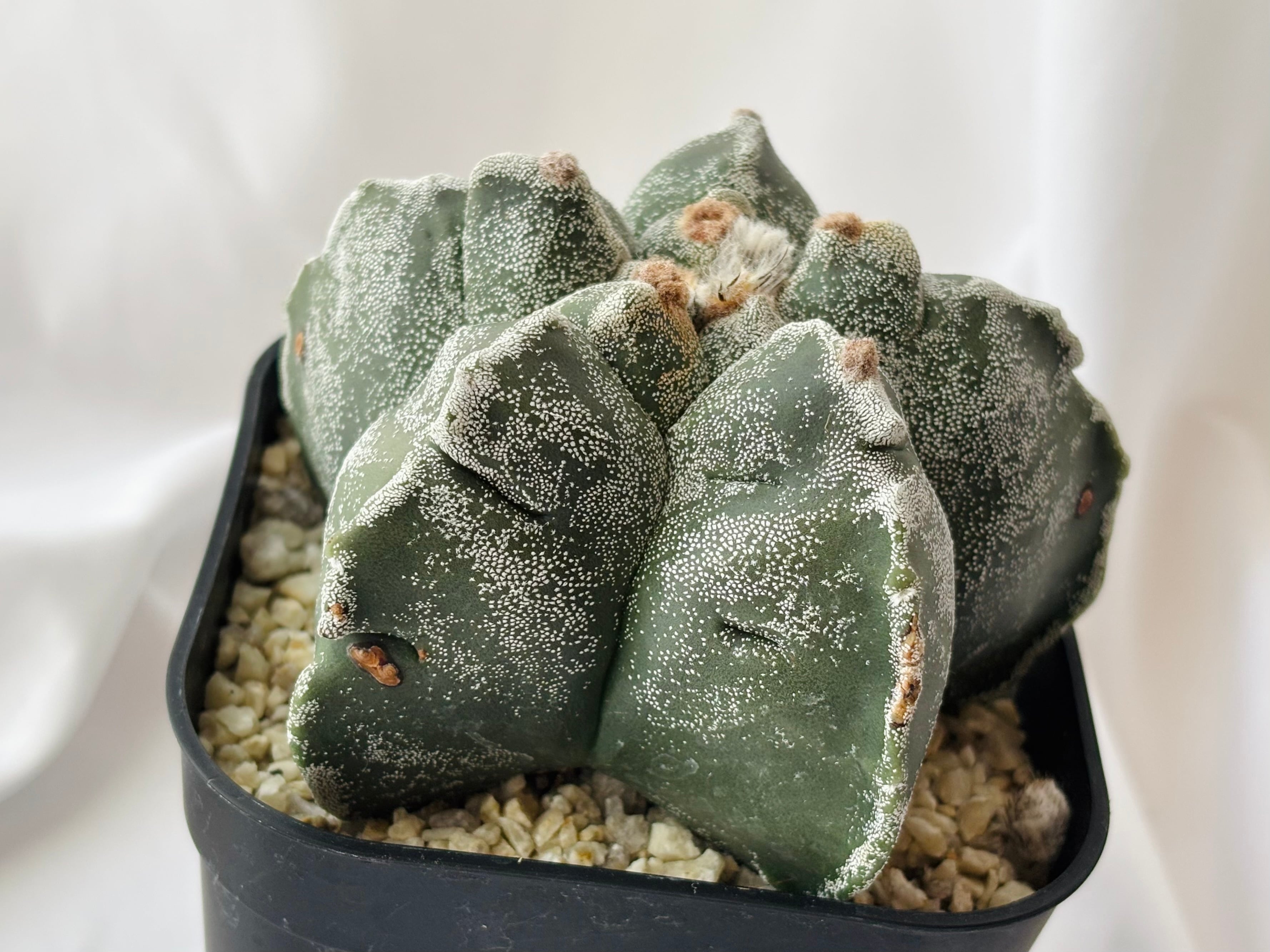 Astrophytum myriostigma アストロフィツム ストロンギロゴナム