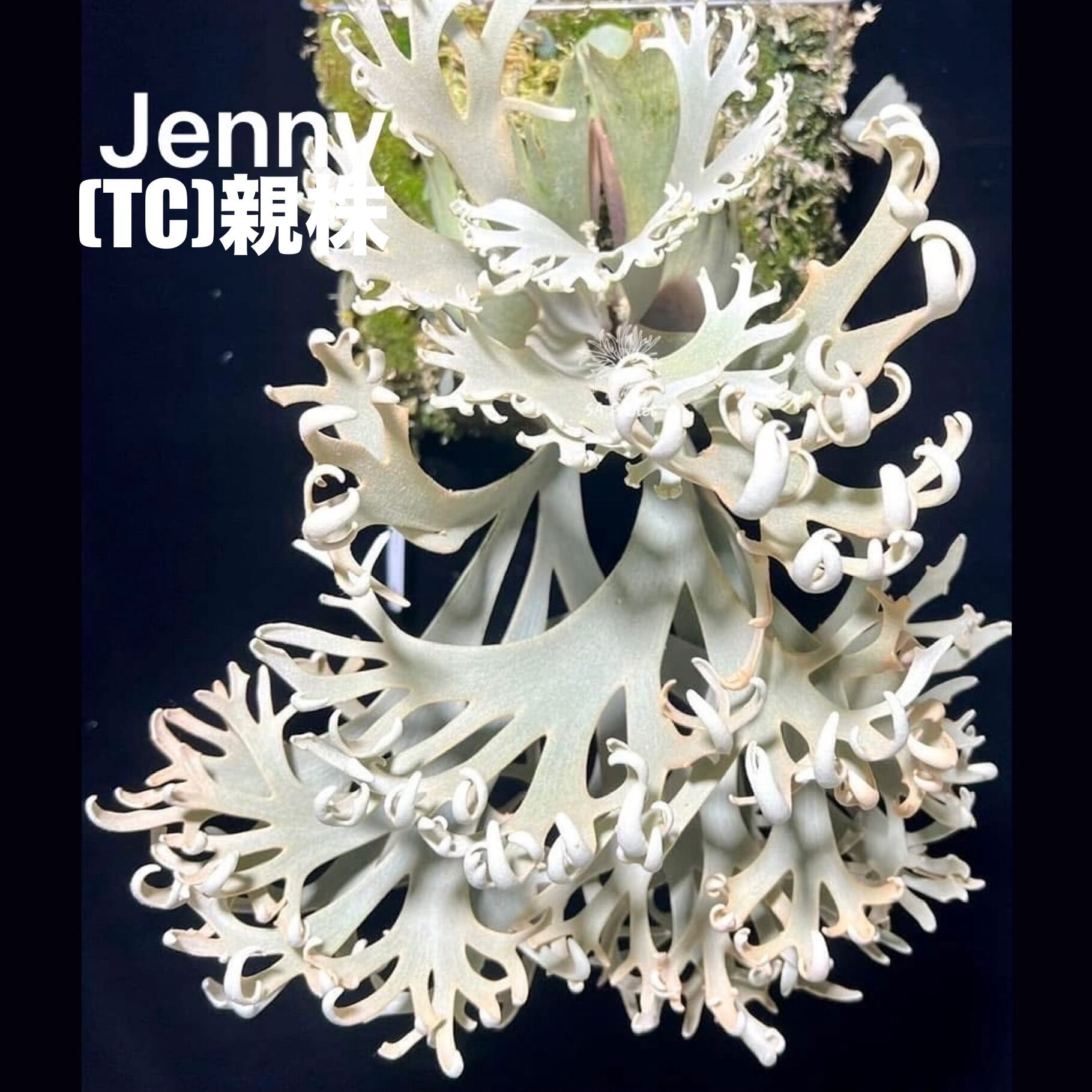 クリアランス】ビカクシダ ジェニー P. willinckii 'Jenny'【959