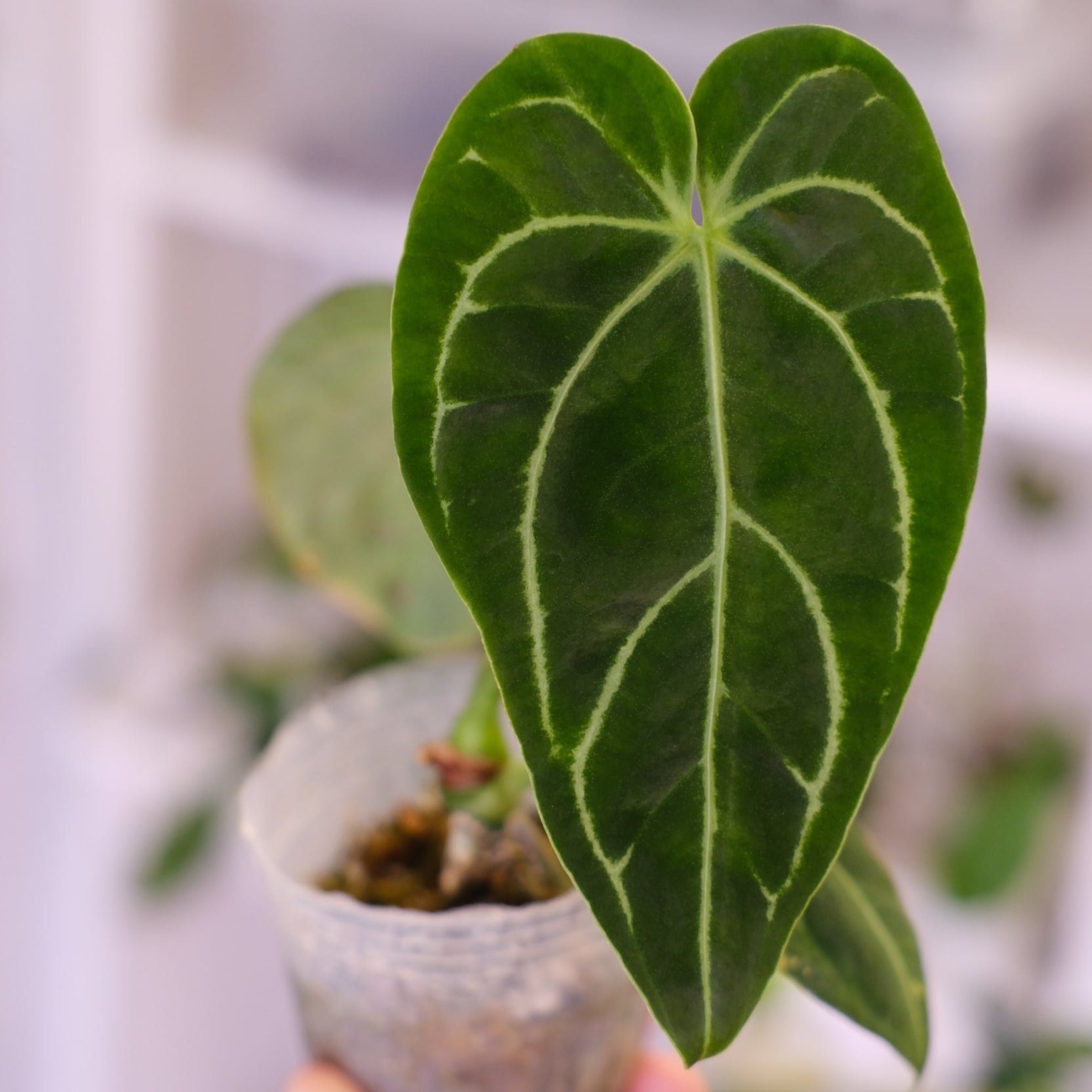 アンスリウム・レガレ / Anthurium Regale㉓│観葉植物 | tokyoplants