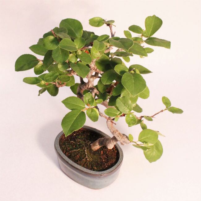 実物盆栽 カリン（花梨） | 盆栽と山野草の植物店 八百日 ヤオカプランツ