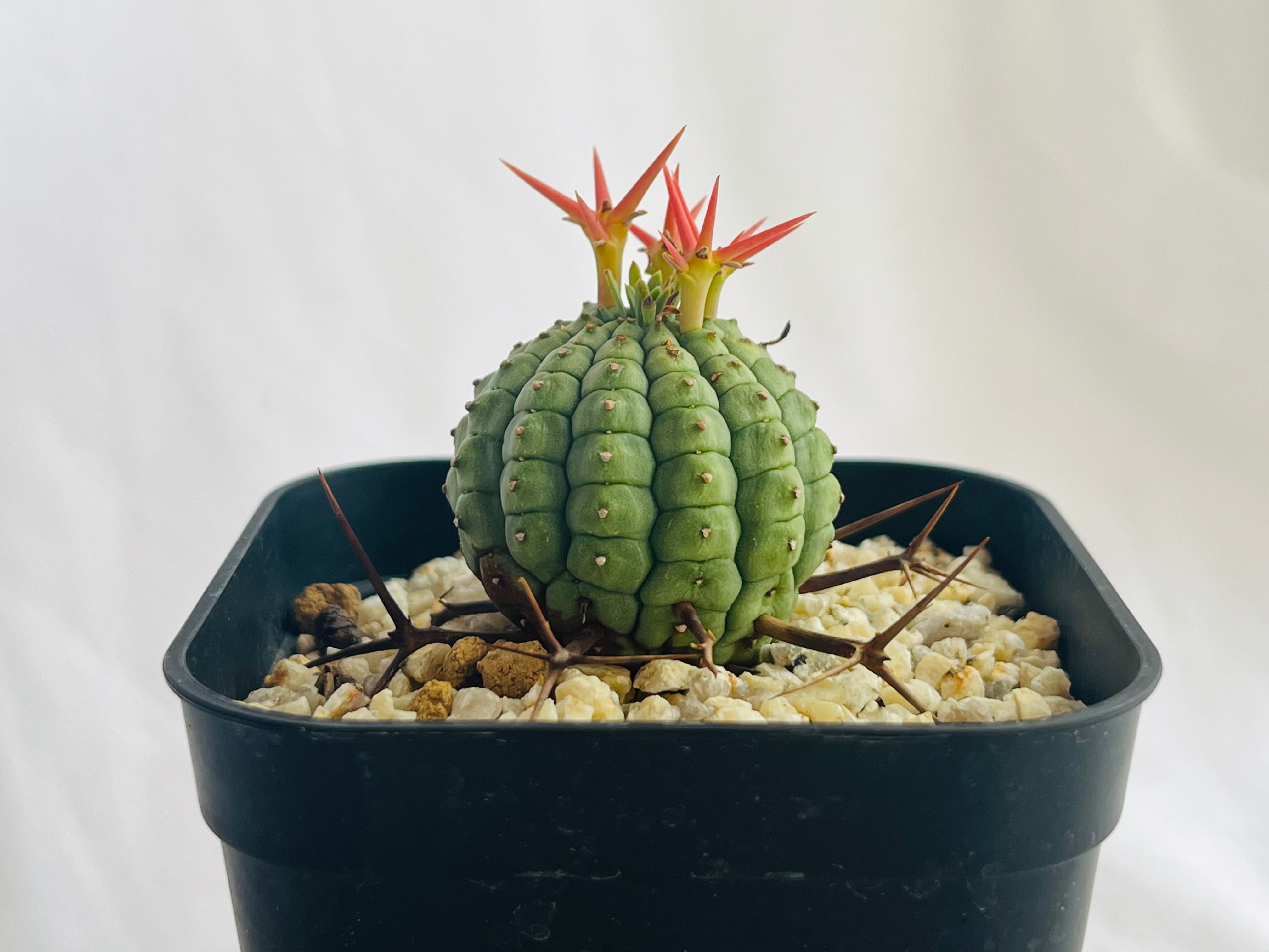 Euphorbia stellispina ユーフォルビア 群星冠 多肉植物 | plants MARU