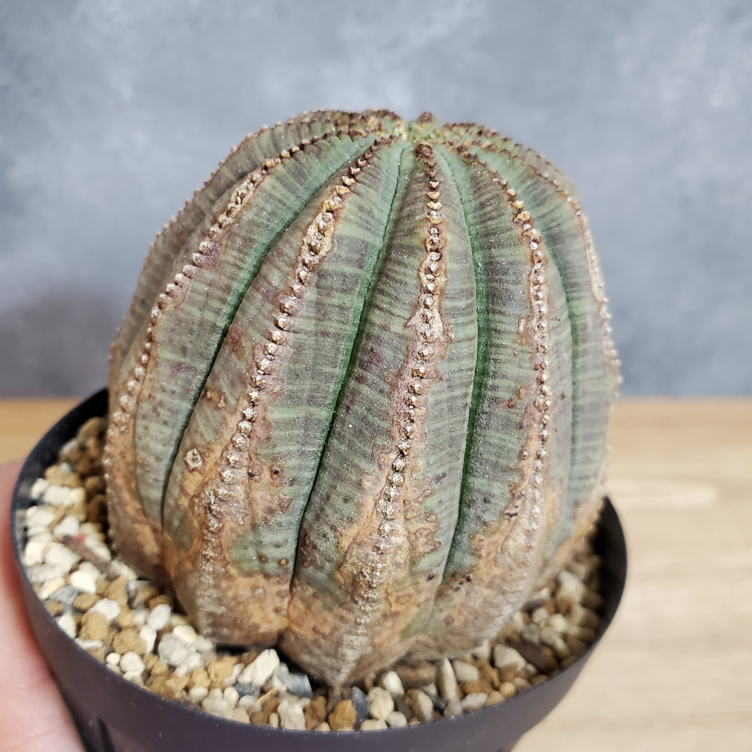 木質化11稜】 Euphorbia Obesa ユーフォルビア オベサ