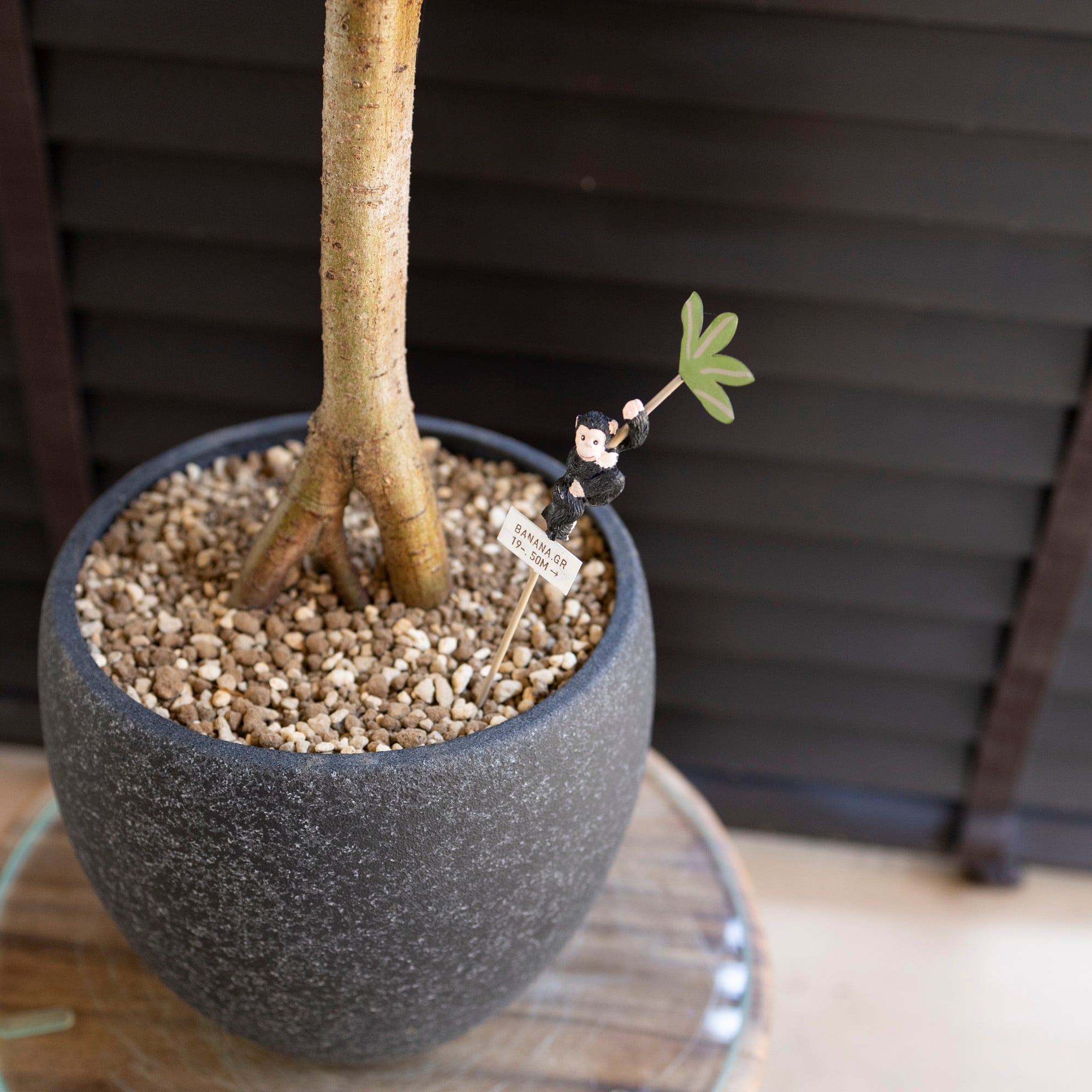 パンダガジュマル 接ぎ木 6号 陶器鉢 ピック付 観葉植物 ガジュマルの