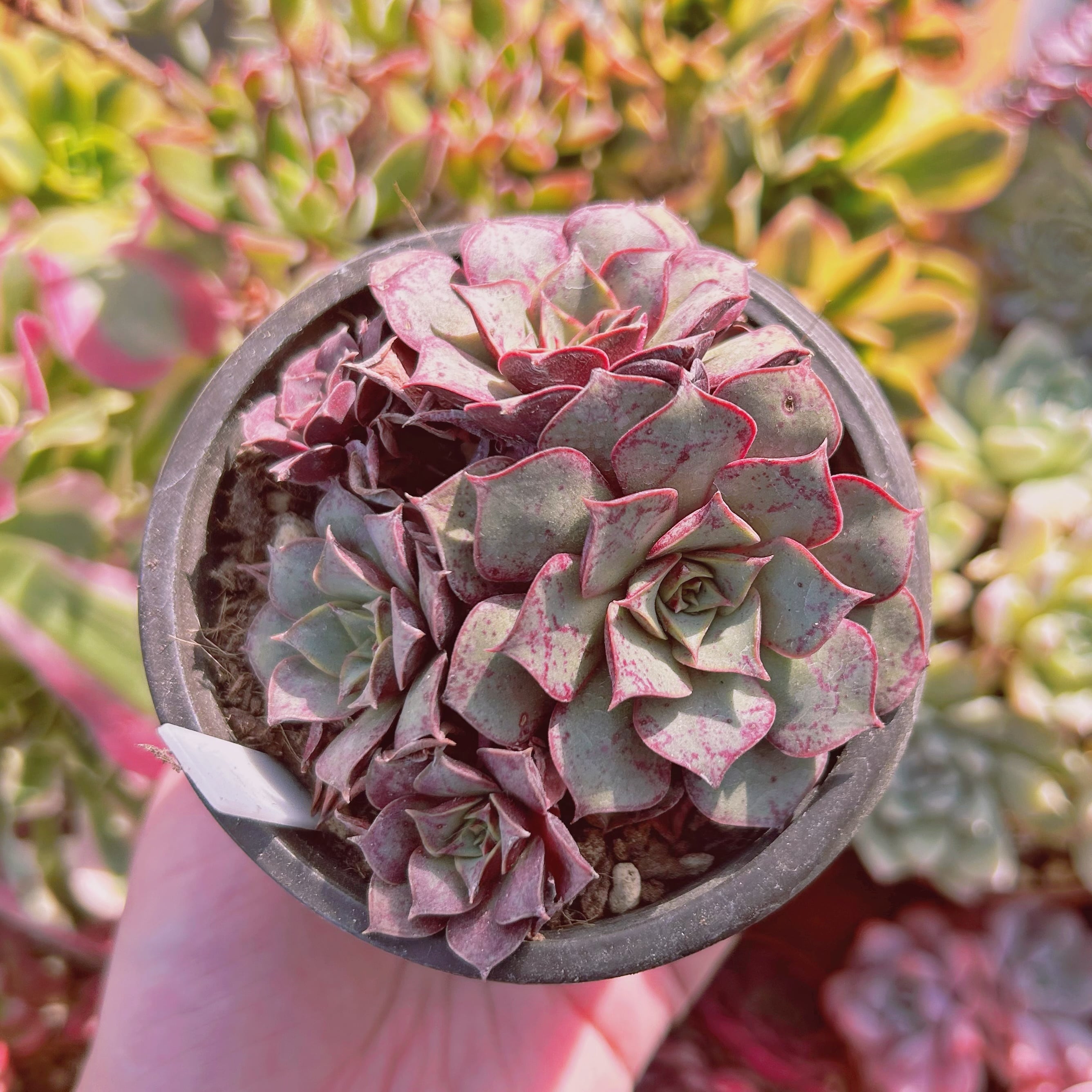 現物 多肉植物 ロンギシマ | るる農園~多肉植物専門