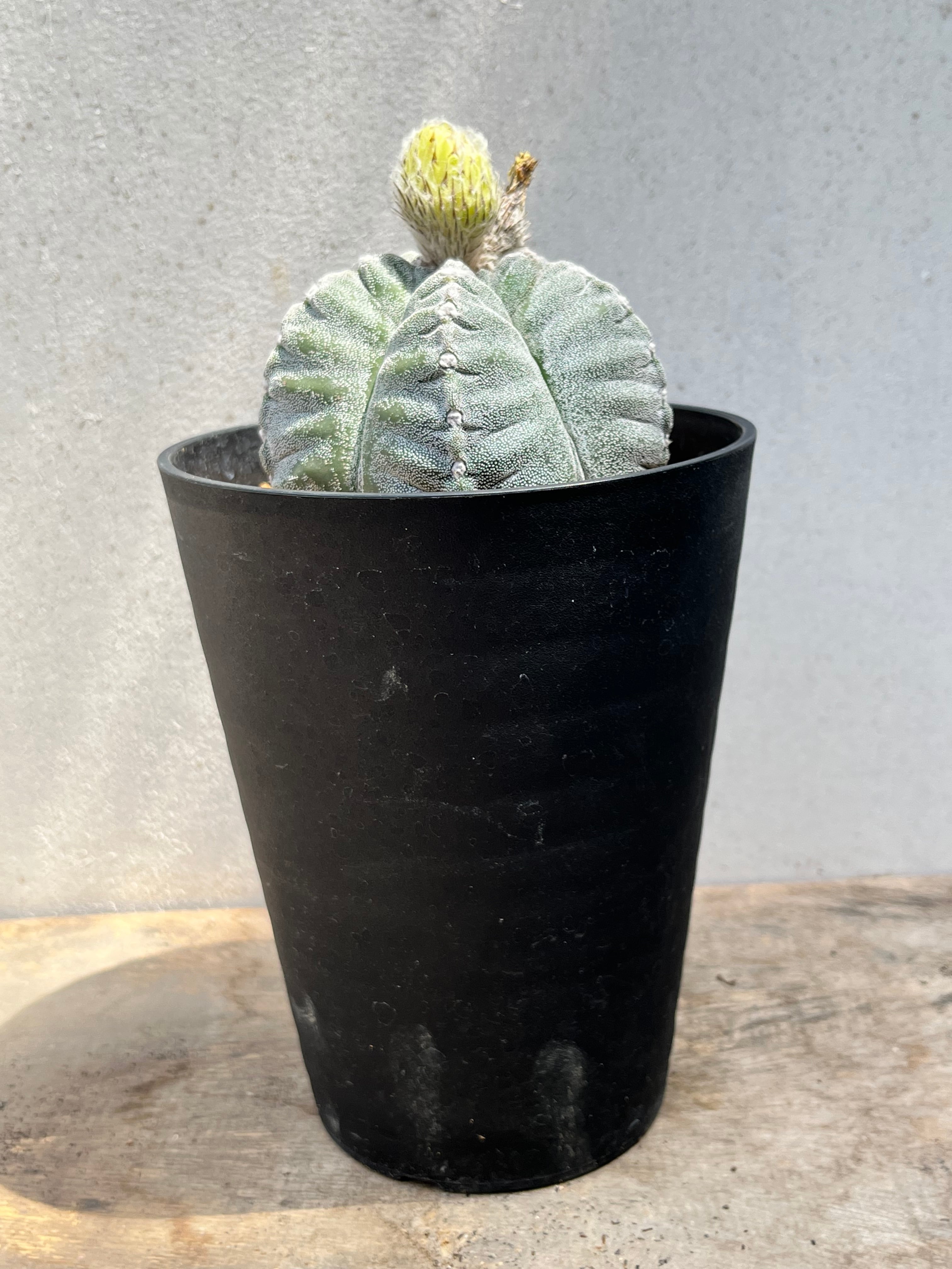 Astrophytum myriostigma アストロフィツム ランポー玉 鸞鳳玉 肋骨
