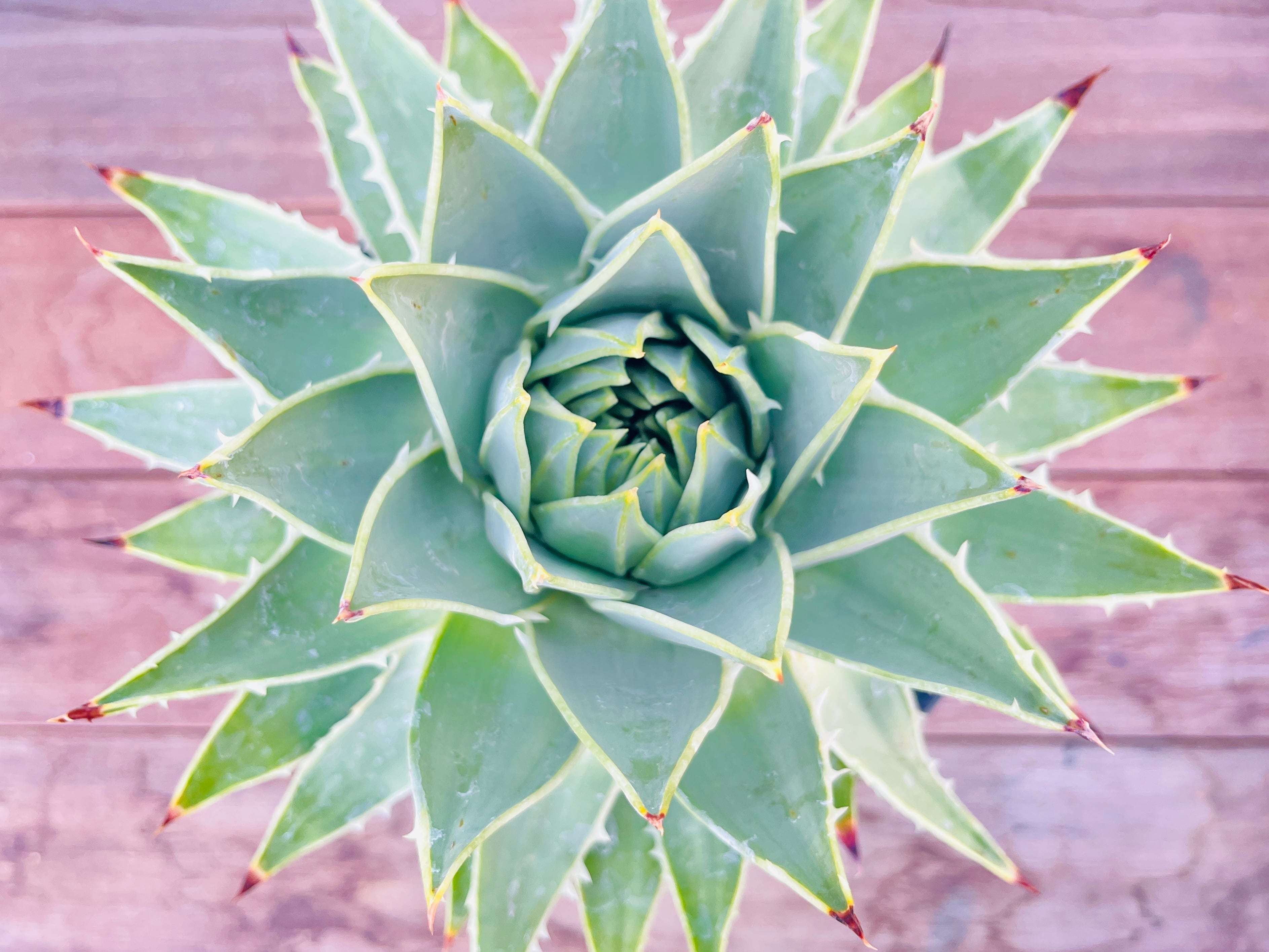 Aloe polyphylla アロエ ポリフィラ スパイラルアロエ 多肉植物