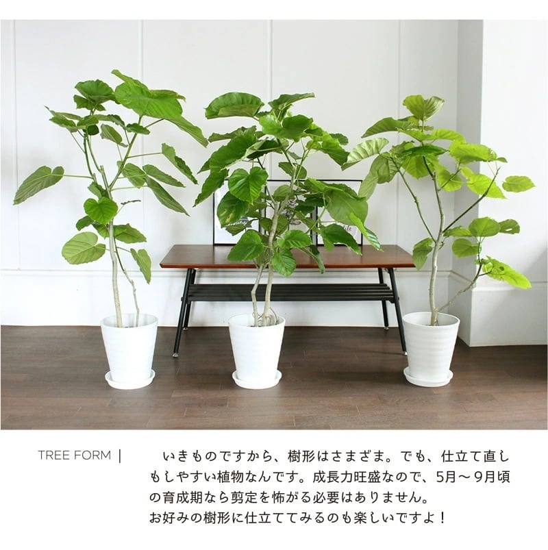 フィカス・ウンベラータ 7号 幅広【セラアート鉢】受け皿付き | 京橋植物園