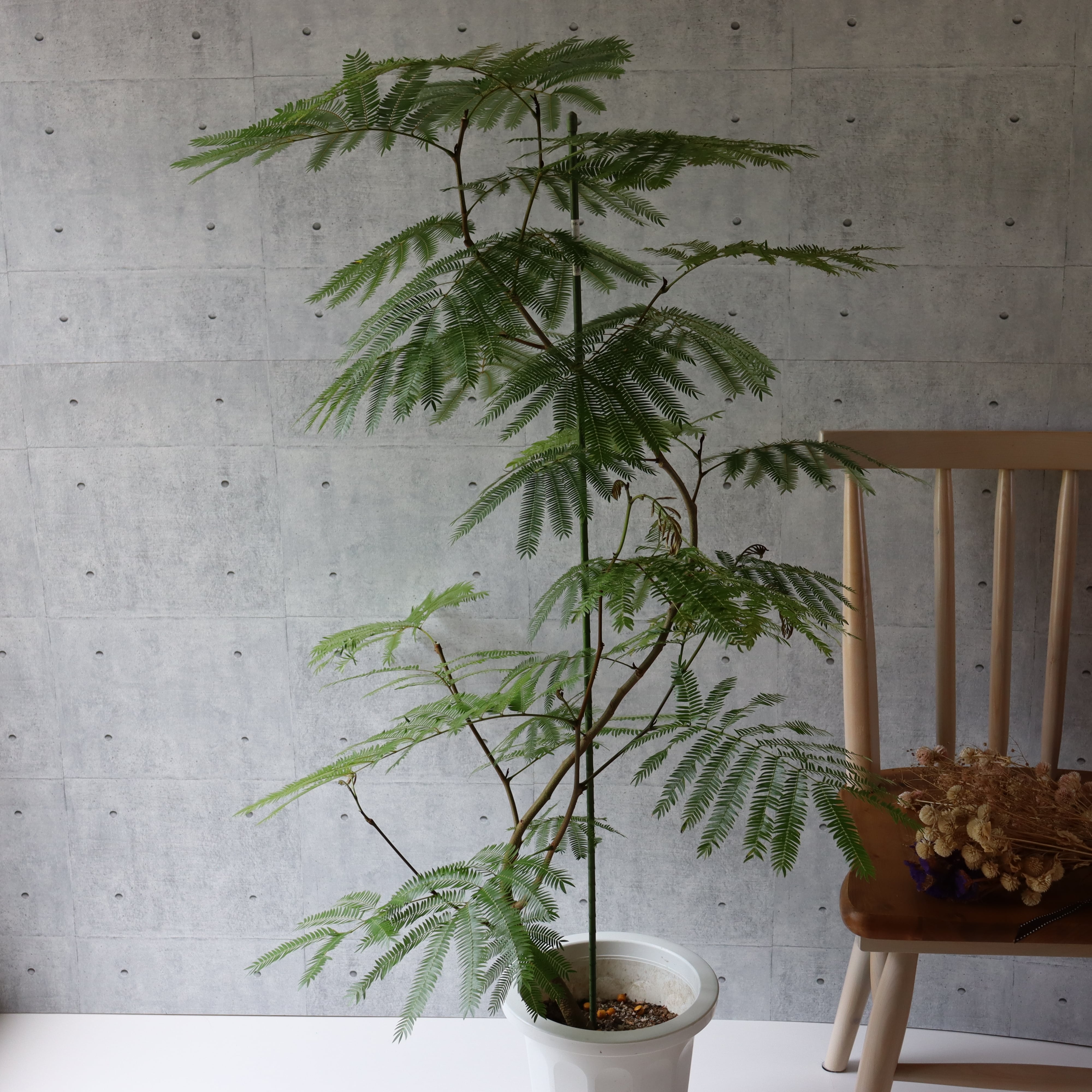 綺麗な樹形◎大型130cm】エバーフレッシュ 曲がり 実付き | 観葉植物