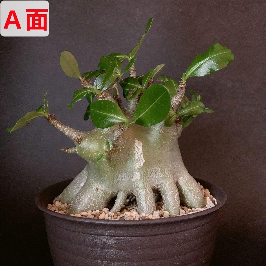 MA13【限定一株・激レア品種】アデニウム アラビカム たこ足 タイ現地