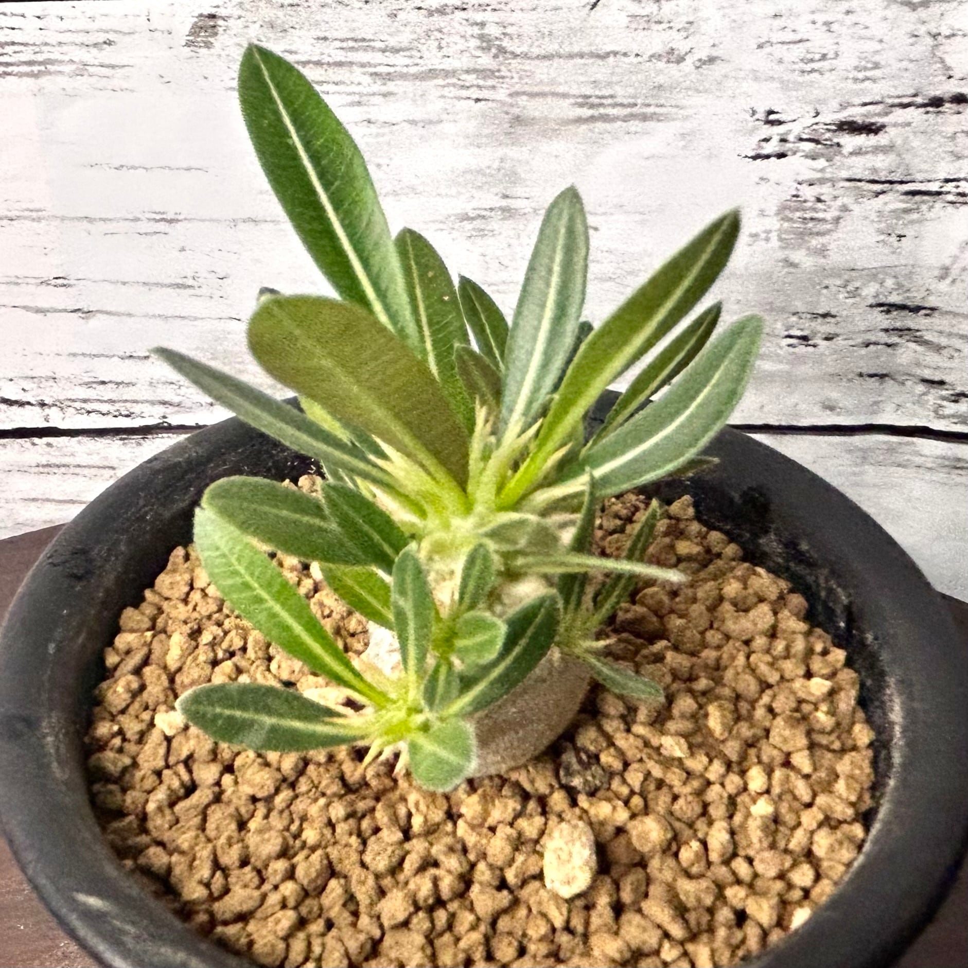 パキポディウム ブレビカリックス 塊根植物 コーデックス BR20601 | PLARE
