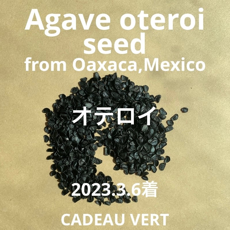 種子】新鮮☆アガベ オテロイ FO-076 厳龍種子5粒 メキシコオアハカ産