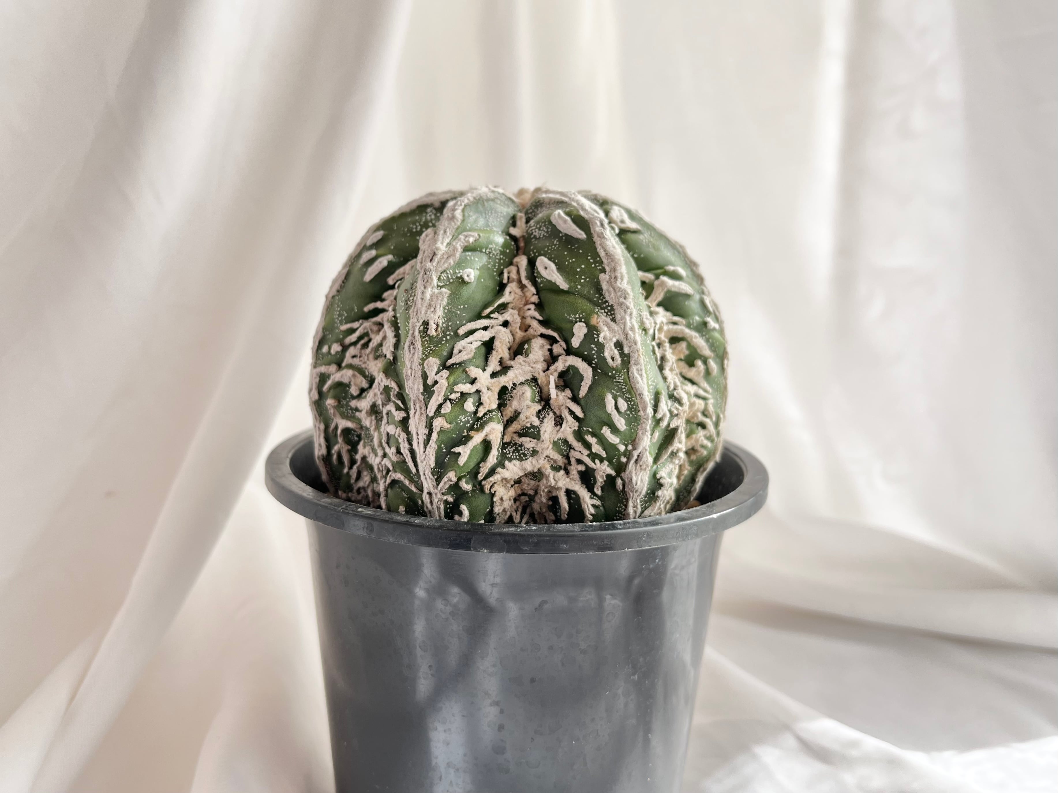 Astrophytum sp. アストロフィツム 複隆盤石 | plants MARU ーサボテン