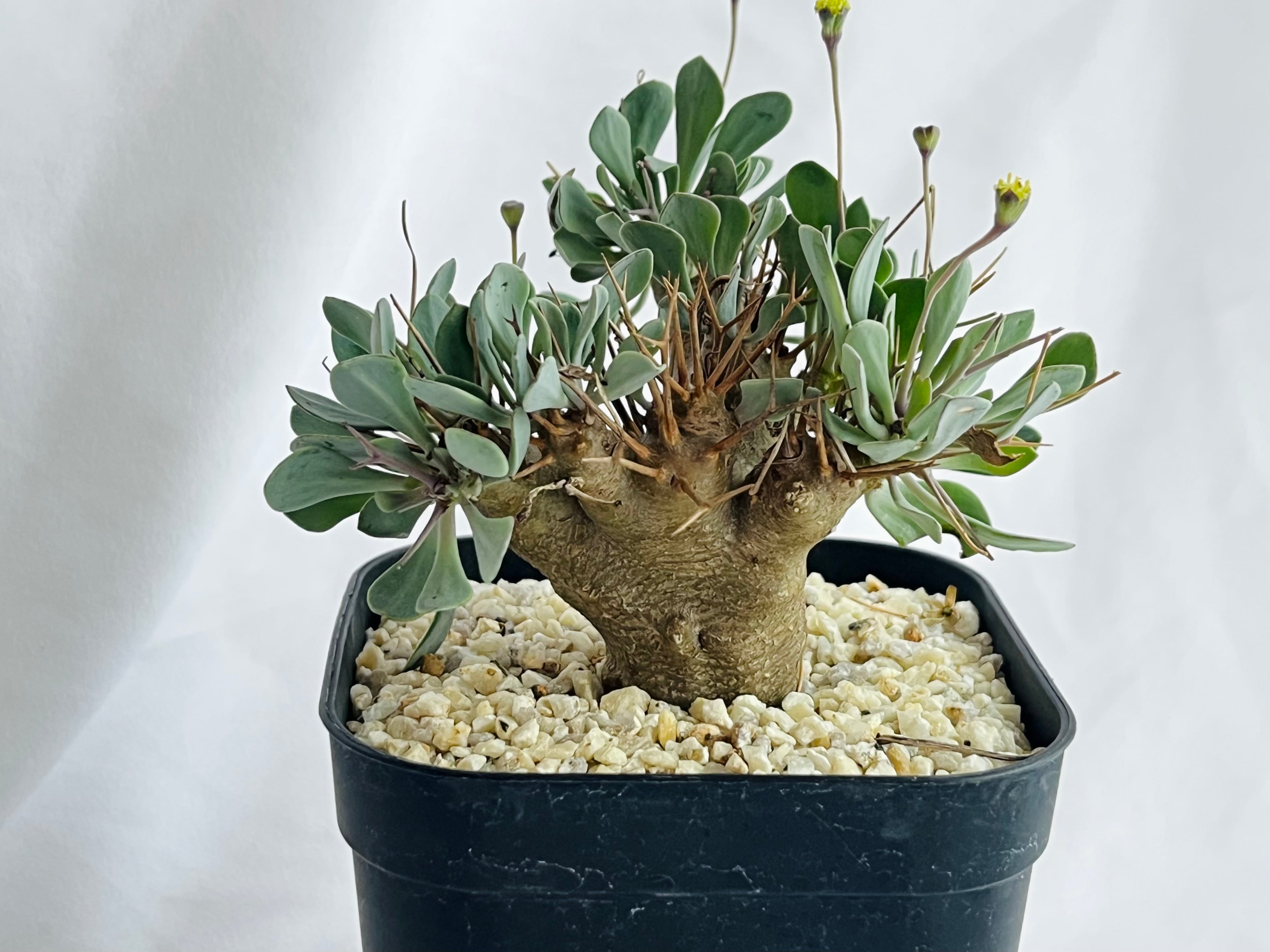 Othonna euphorbioides オトンナ ユーフォルビオイデス 黒鬼城 塊根