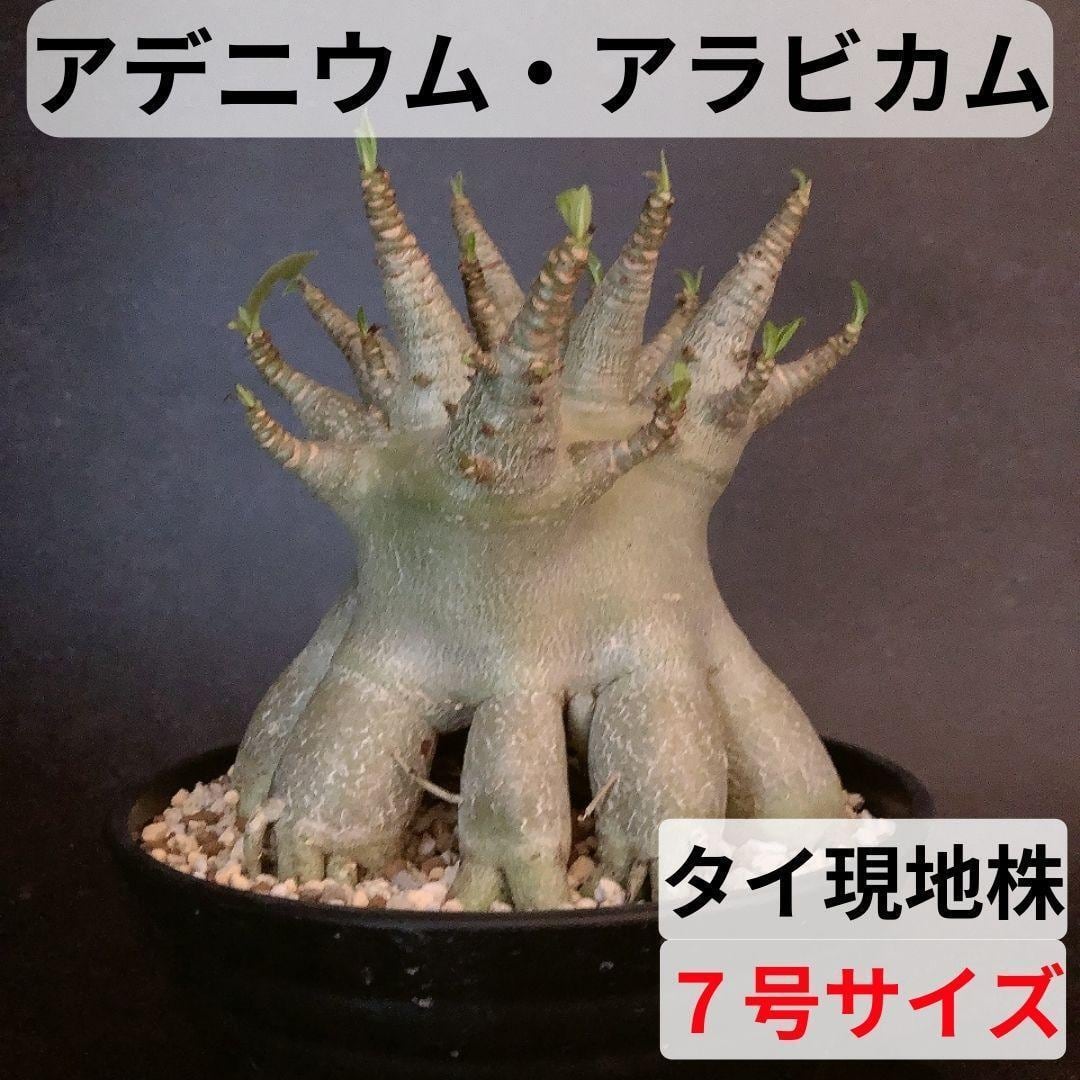 MA23【限定一株・激レア品種】アデニウム アラビカム たこ足 タイ現地